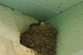 Eastern Phoebe nest 2015-04-25